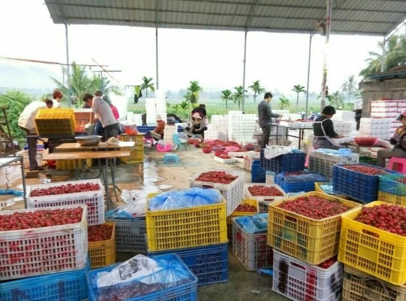 圣女果海南千禧圣女果量大价更优