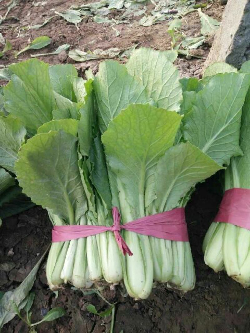 小白菜15~20cm