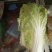 娃娃菜7~9两以上要的速度联系，诚信为主