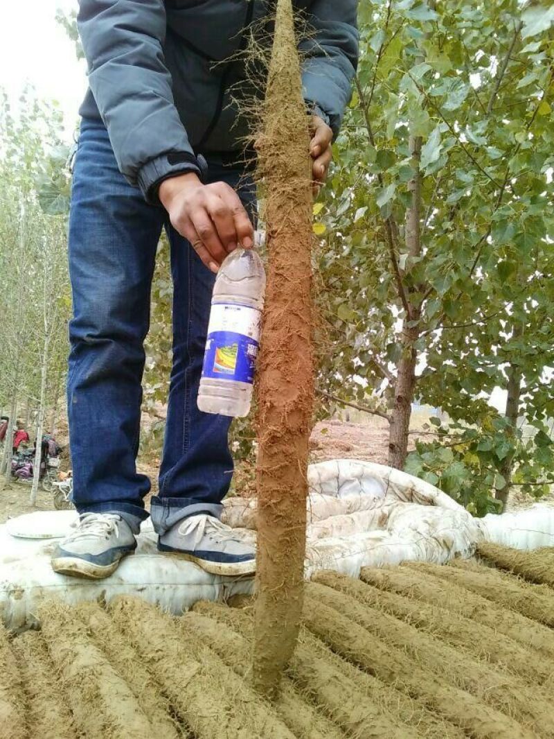 麻山药3~4厘米