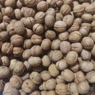 香玲核桃25mm以下去皮干