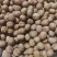 香玲核桃25mm以下去皮干