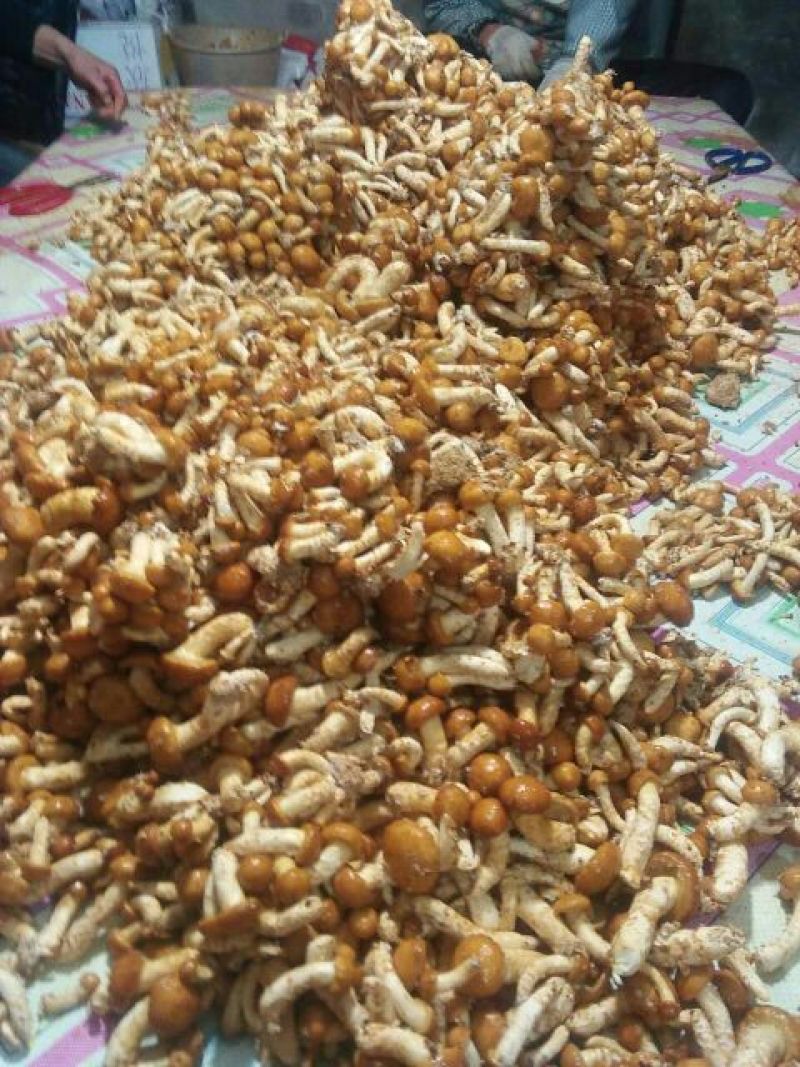 滑子菇鲜品