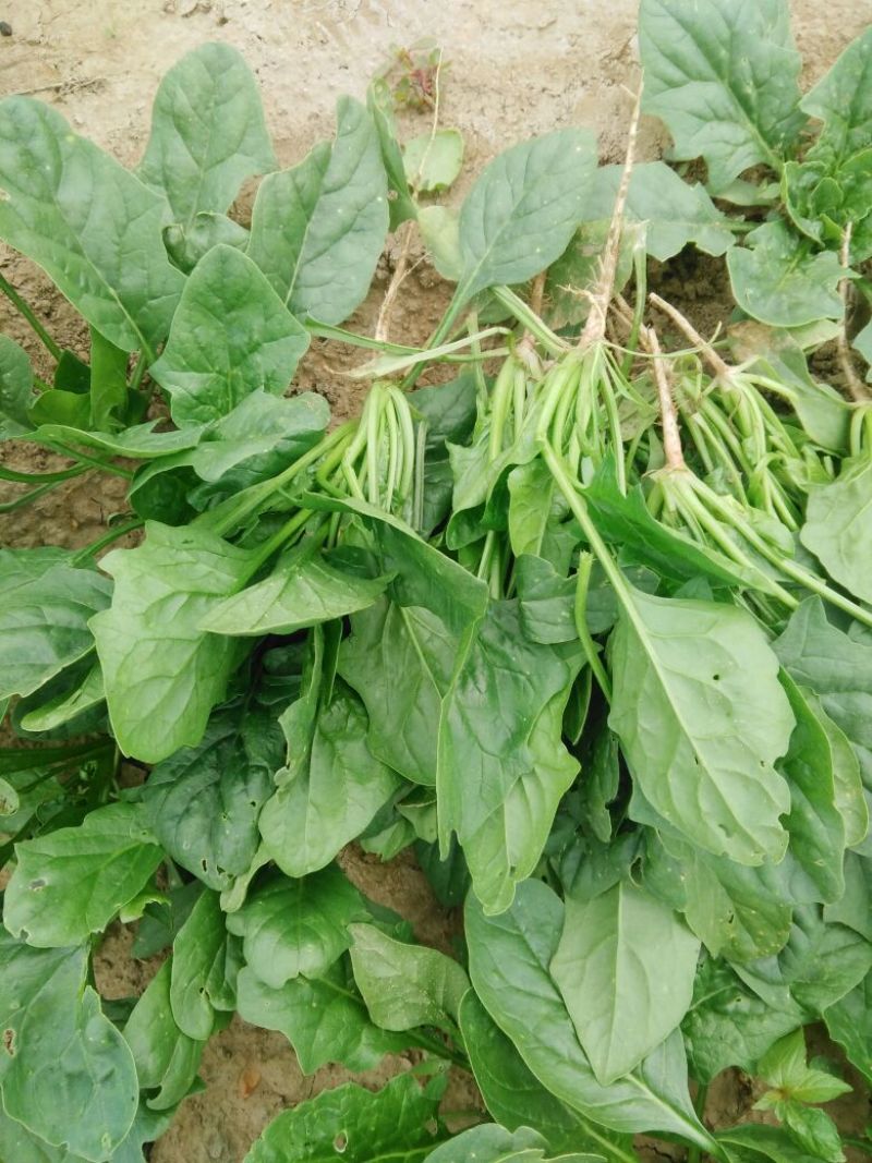 秋菠菜25~30厘米