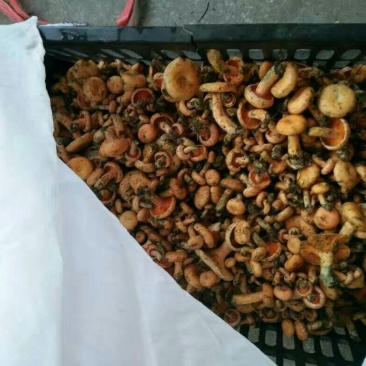 野生菌一级