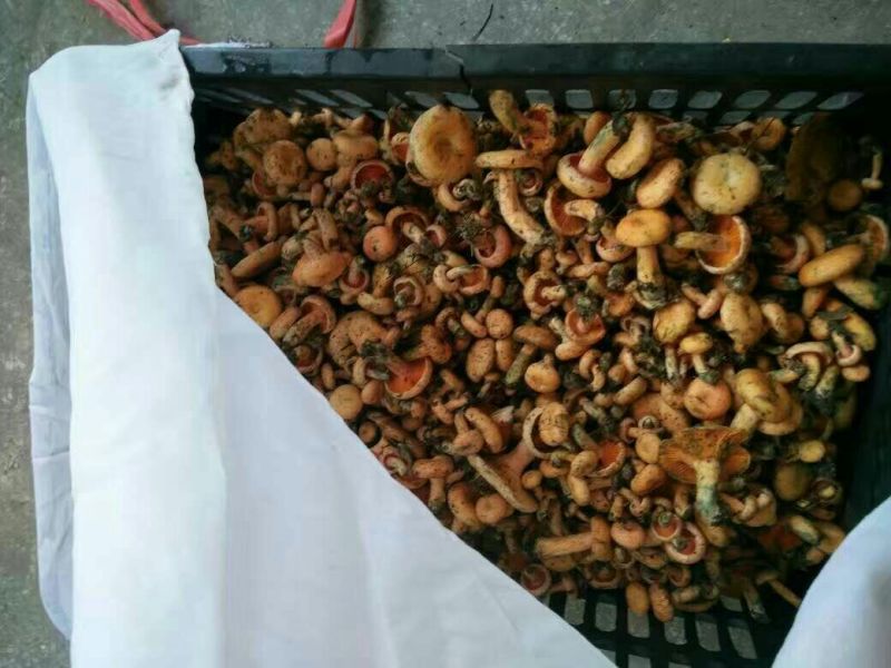 野生菌一级