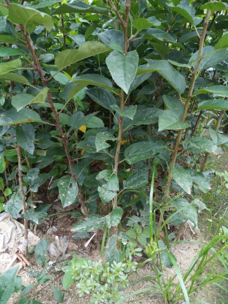 烟富六号苹果树苗80cm以上