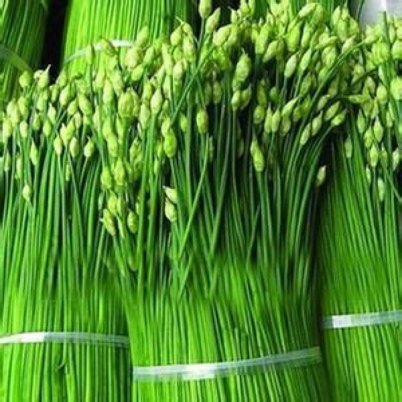 韭菜头茬