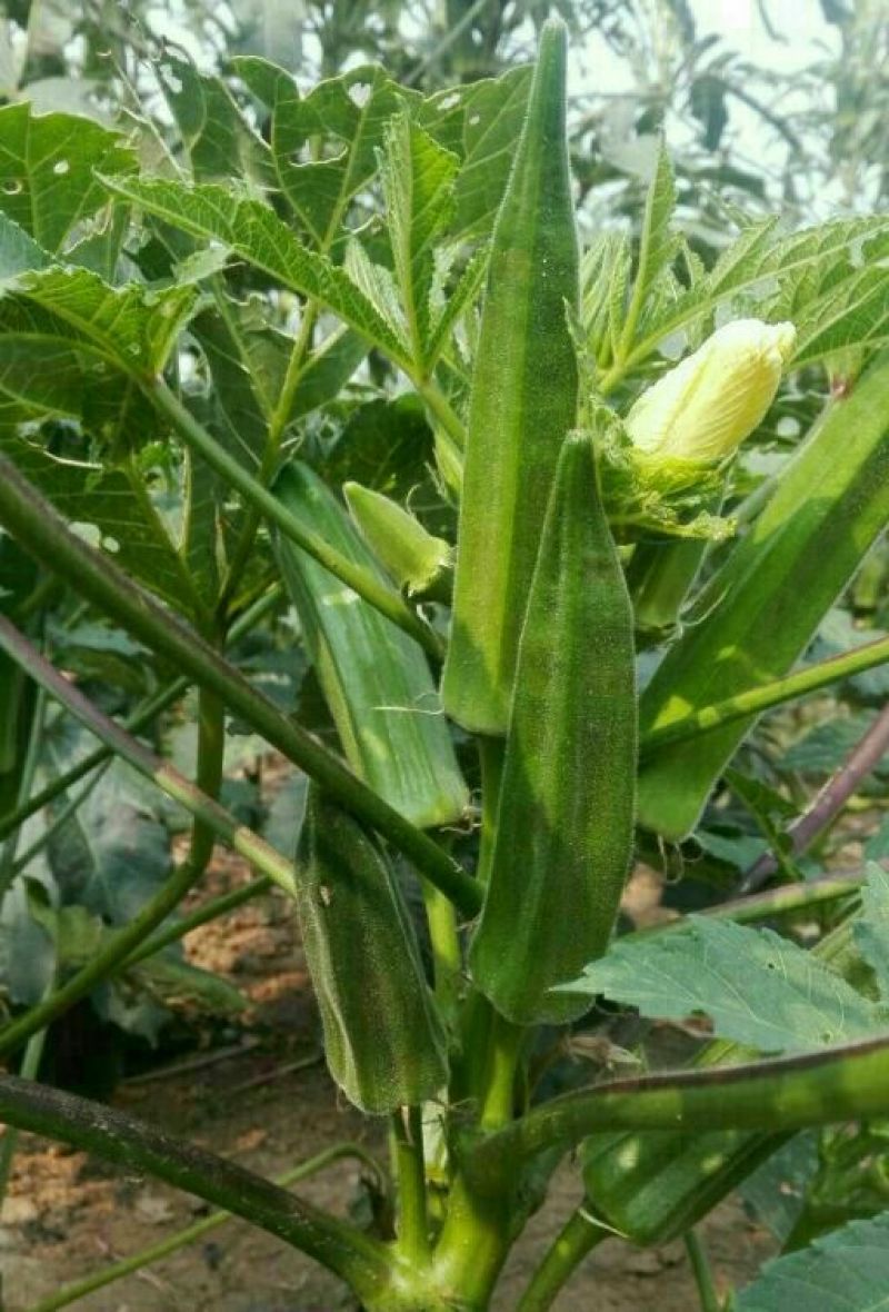 菜枯