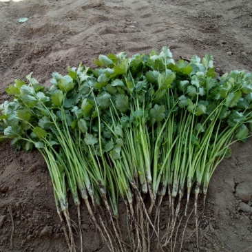 菠菜30~35厘米
