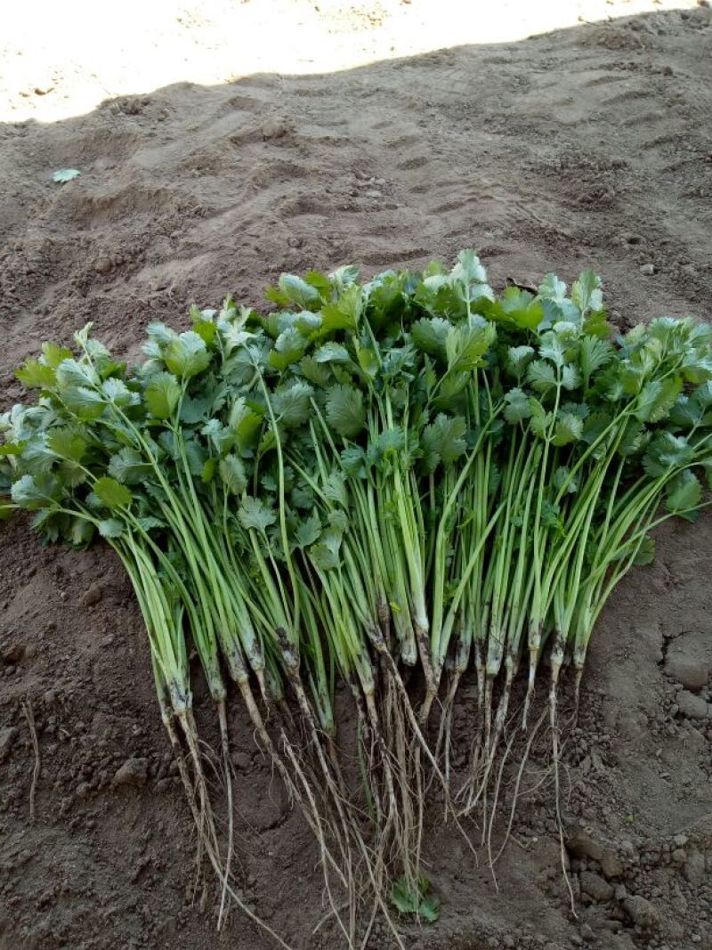菠菜30~35厘米