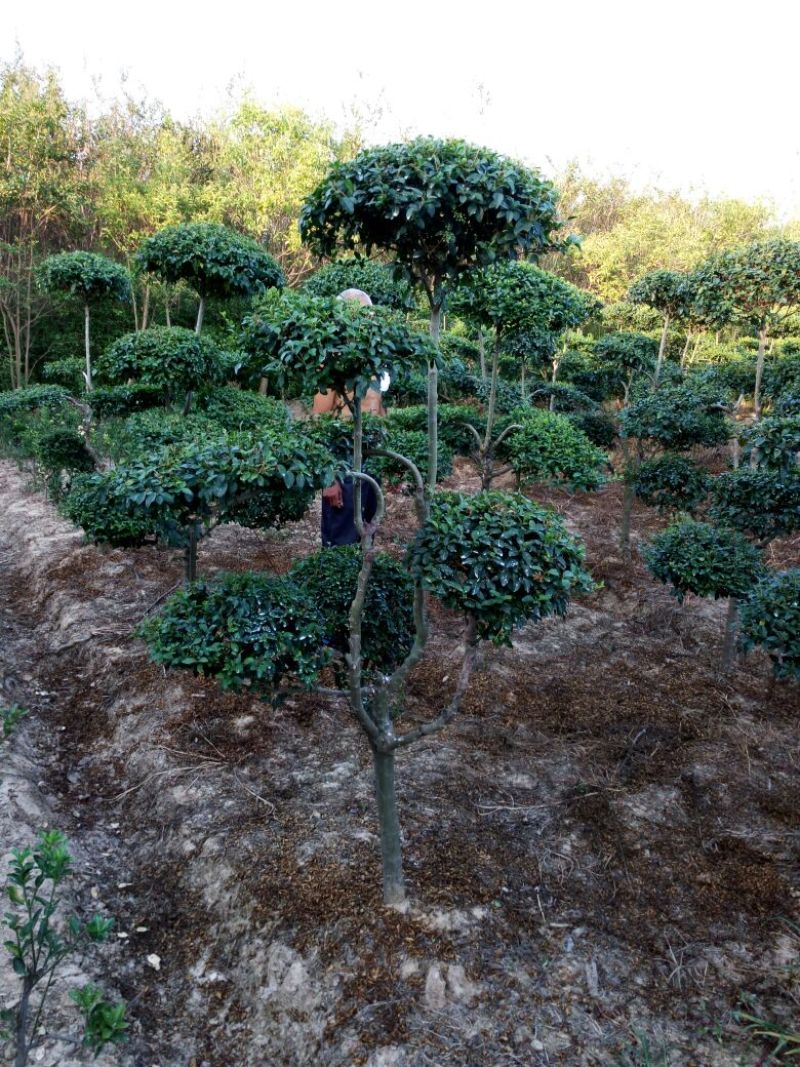 景观造型树，河南省潢川宏昌苗圃直销各种规格造型优美景观树