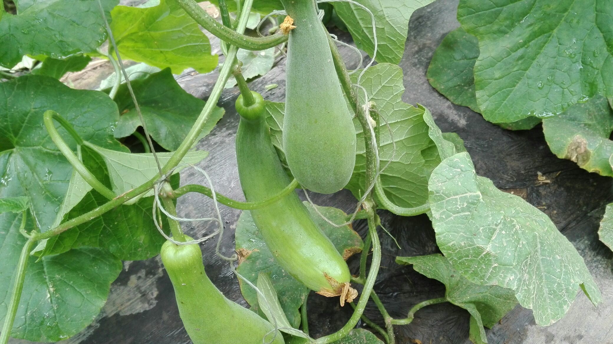 羊角蜜甜瓜山东滨州市博兴县_批发_供应-一亩田农业网_专业的农产品信息商务平台