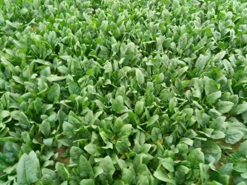名门菠菜25~30厘米