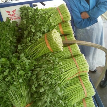 西芹55cm以上精品西芹