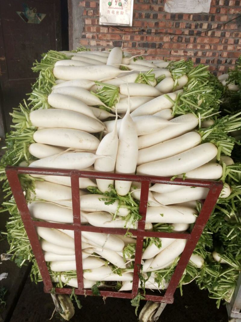 白萝卜1.5~2斤起