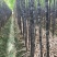 广西博白特产大量现货甘蔗果蔗5~6cm2~2.5米