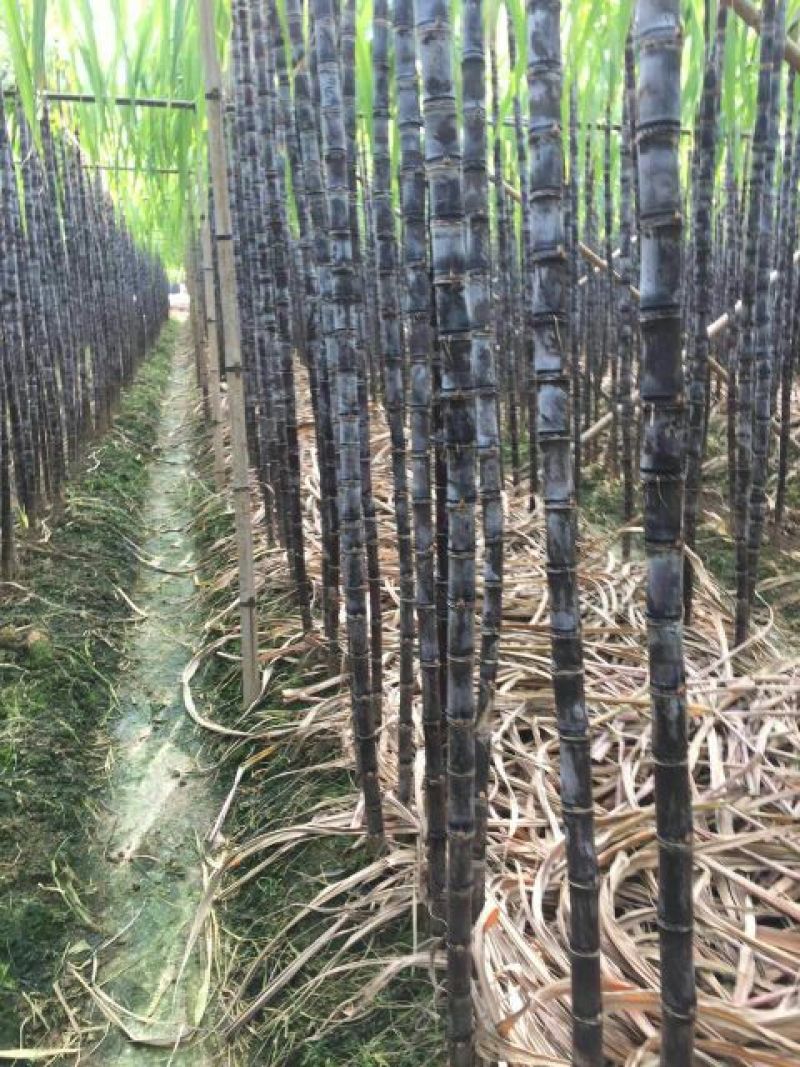 广西博白特产大量现货甘蔗果蔗5~6cm2~2.5米