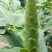 姜花20~30cm