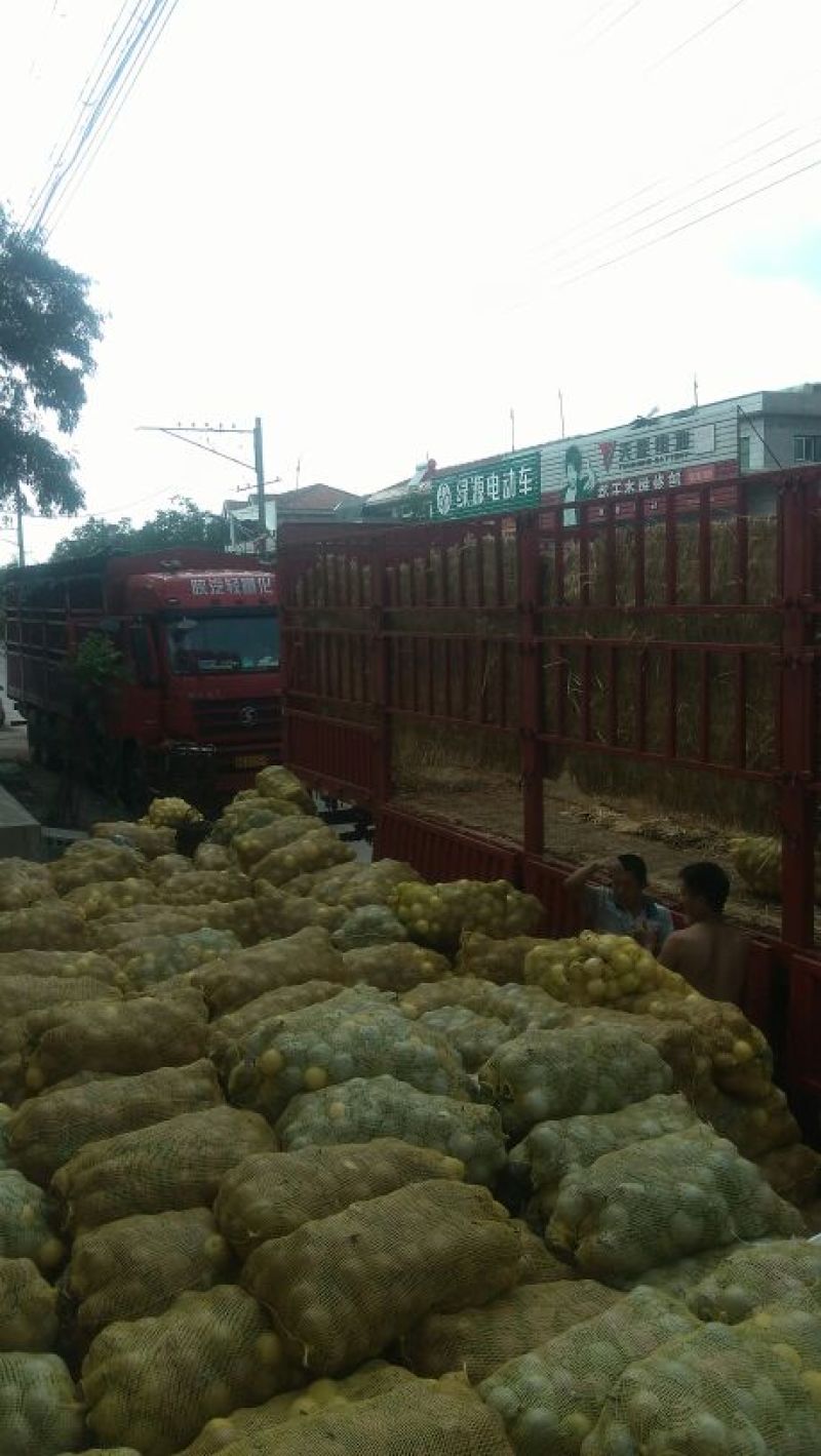 河北赵县皇冠梨纸袋200g，口感超好，不抹药