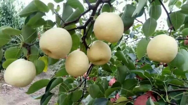 酥梨250~300g纸箱