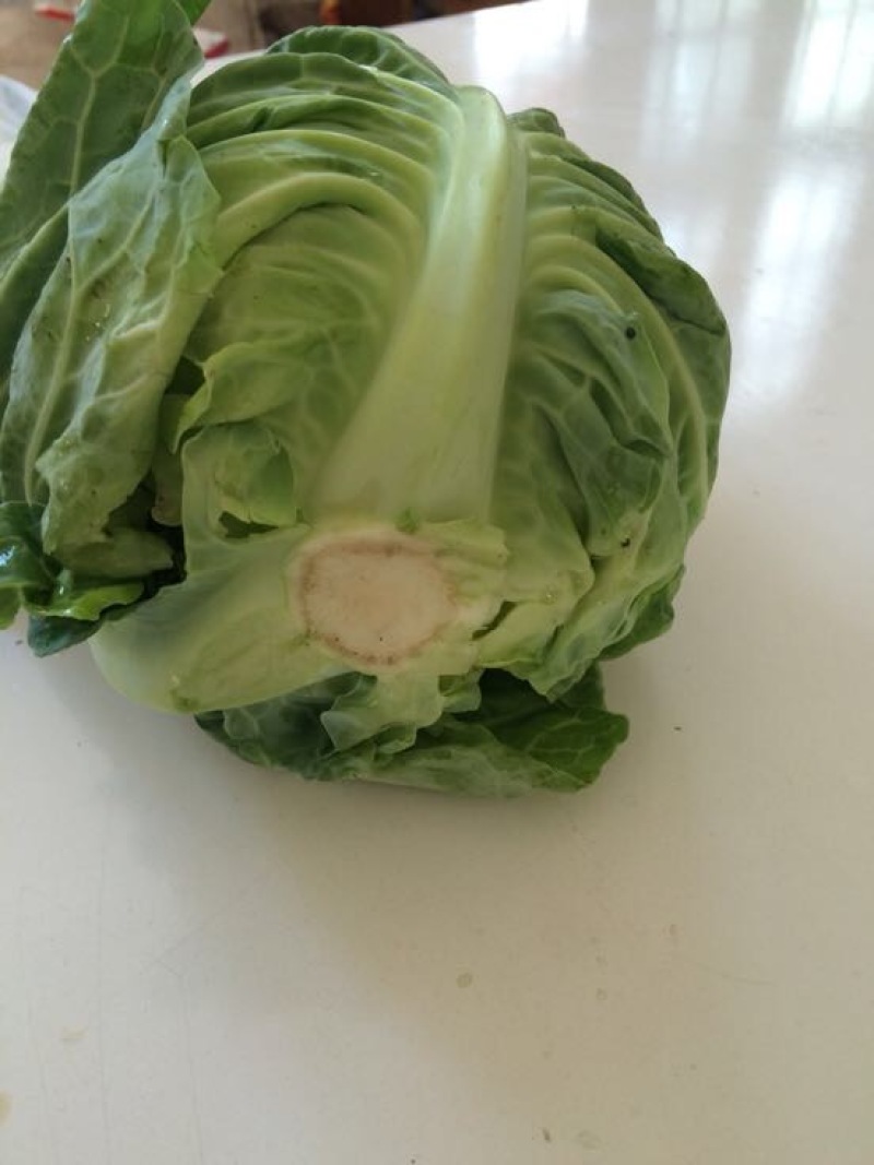 甘蓝