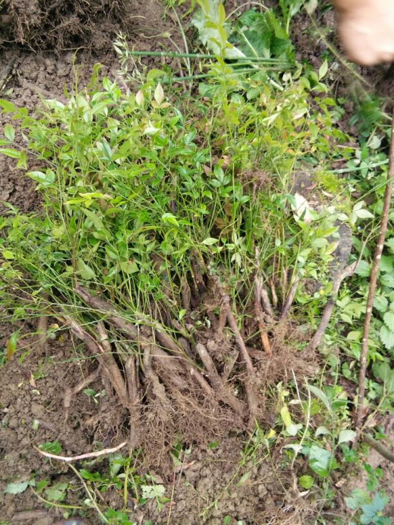 南天竹30~50cm