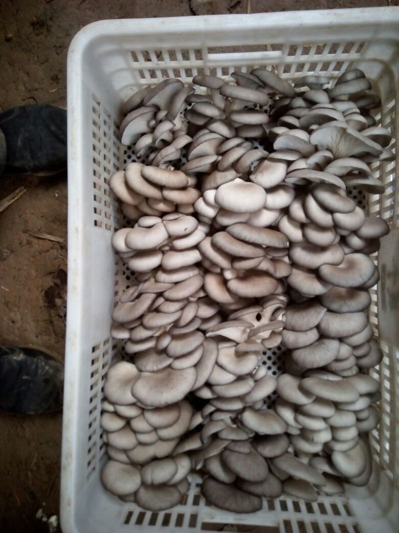 小黑平菇9厘米黑色厚已经大量下来了