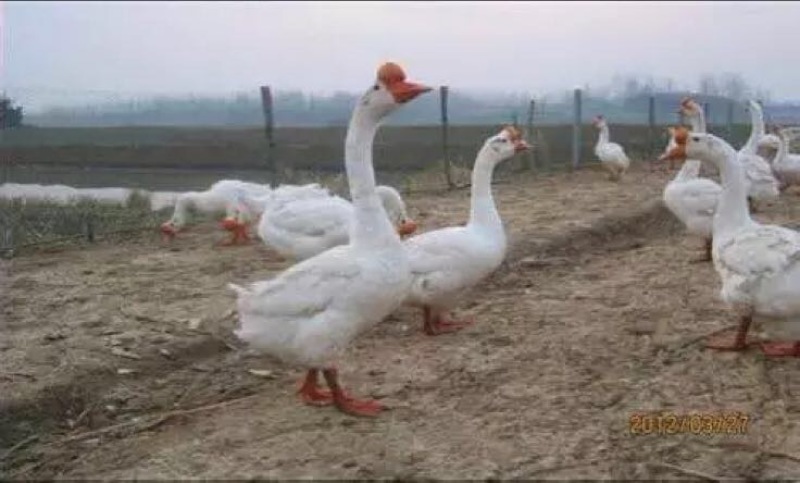 鹅苗