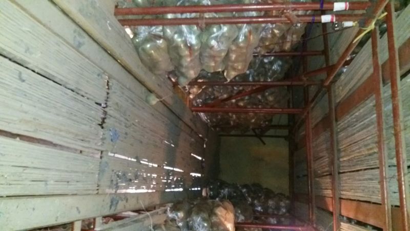 心里美1~1.5斤起