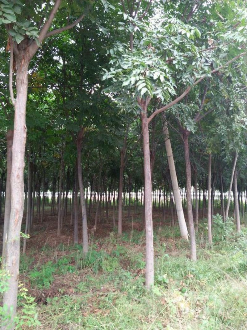 黄山栾树8~10cm6~8cm2.5~3米