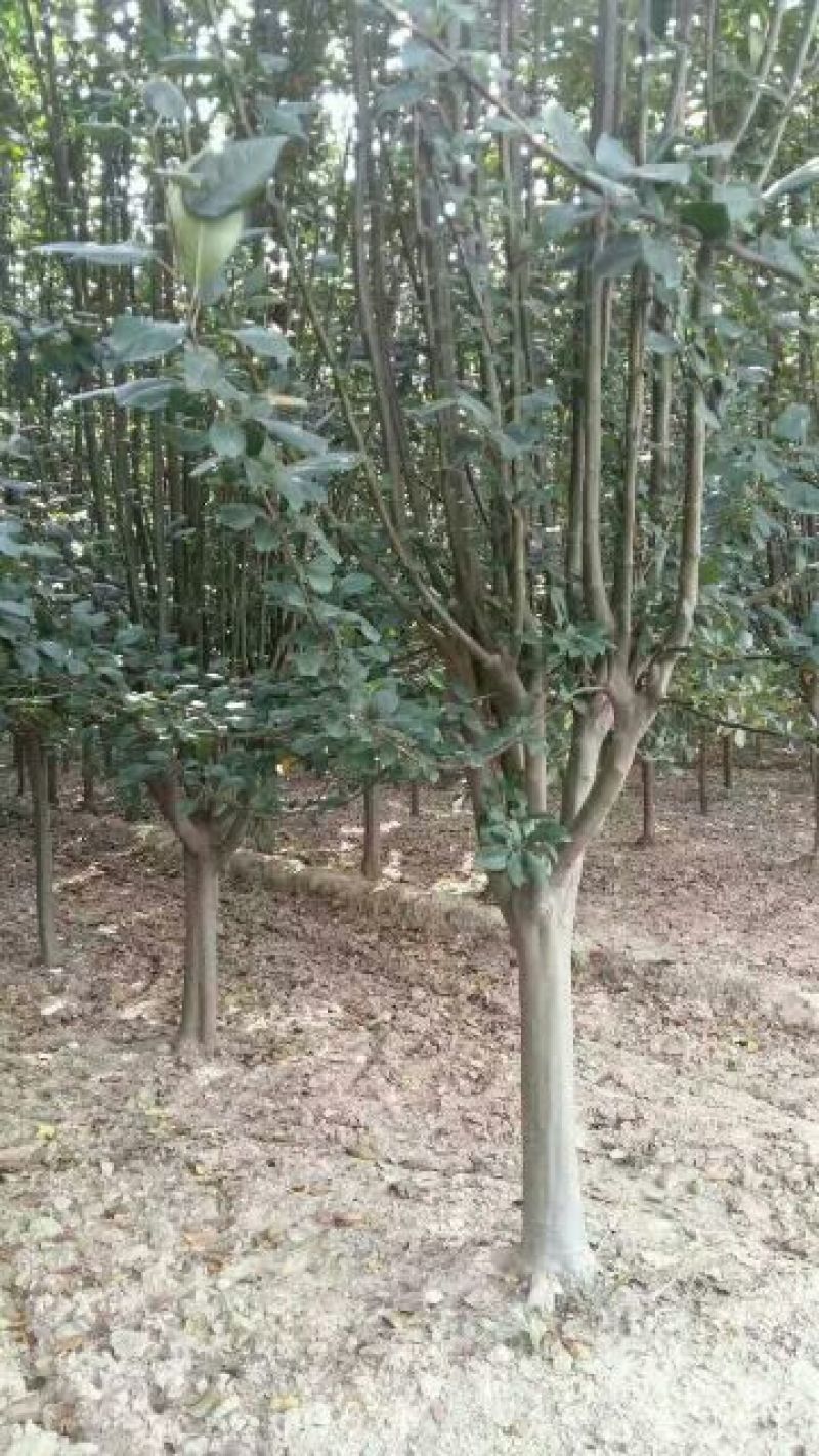 西府海棠海棠树规格齐全3-9公分有货