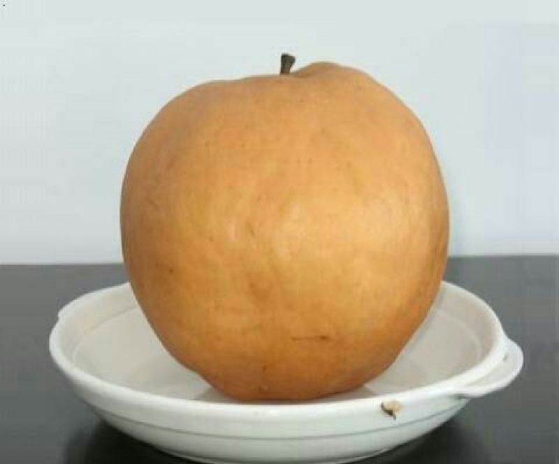 晚秋黄梨纸箱