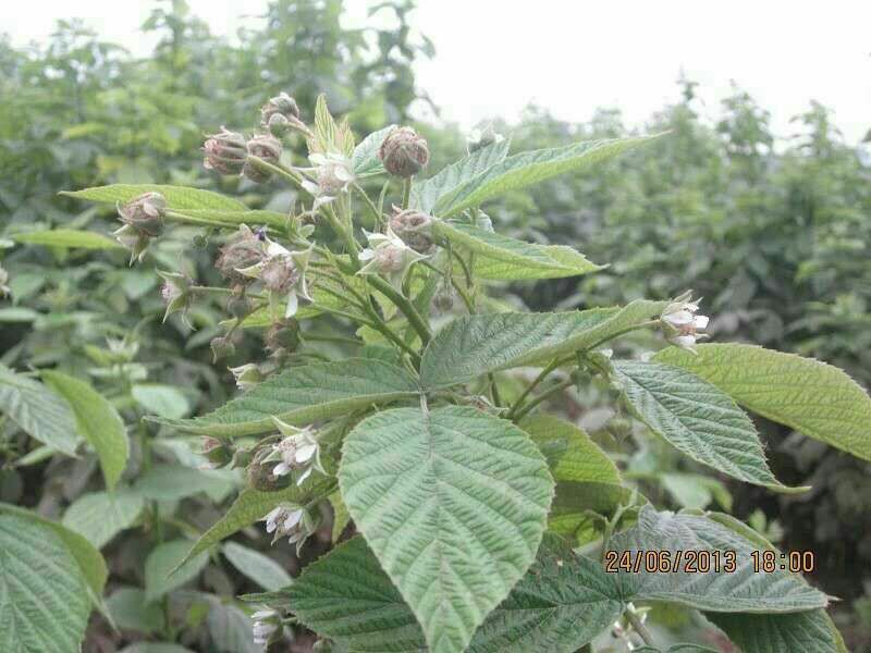双季树莓苗双季红树莓100棵包邮优质品种