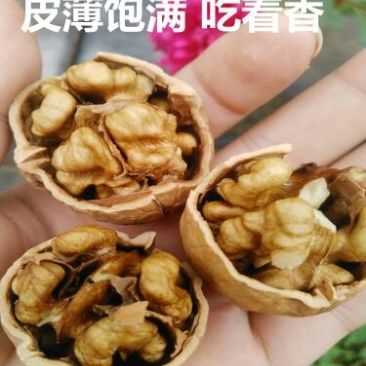 纸皮核桃去皮干