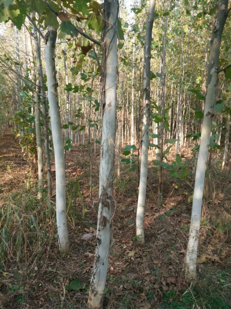 法桐树4~6cm8~10cm2.5~3米1~2米