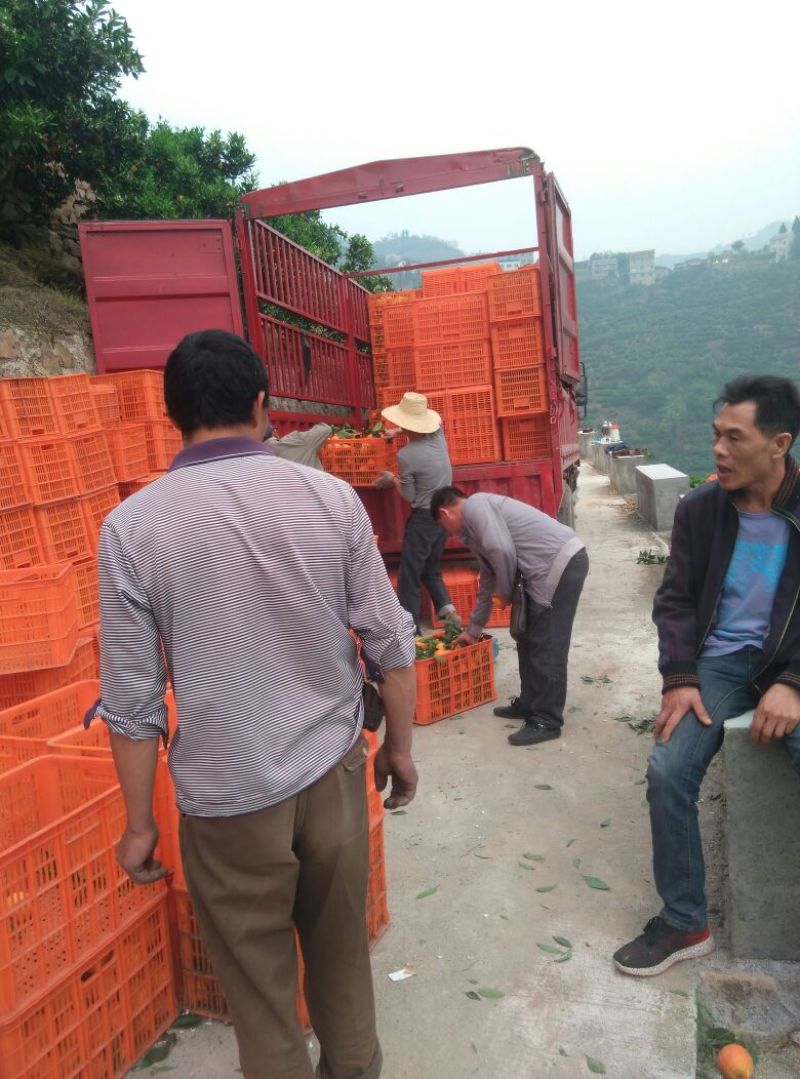 纽荷尔脐橙果园直销，无中介。包装分级上车一条龙服务