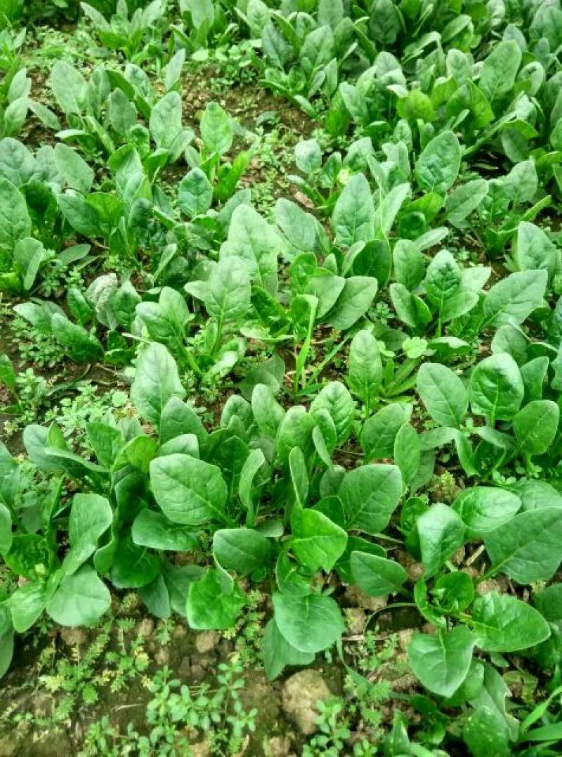 大叶菠菜20~25厘米