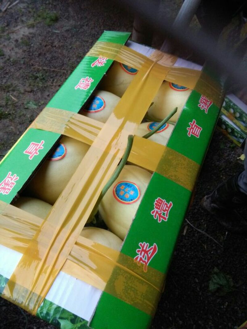 浙江精品东方蜜1号甜瓜1斤以上超市供货一条龙服务