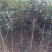 桂花树