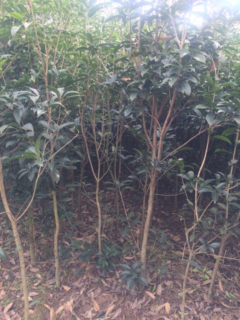桂花树