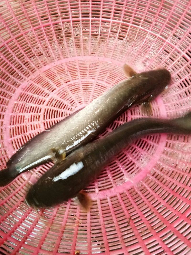 池鲤鱼食用1~2公斤