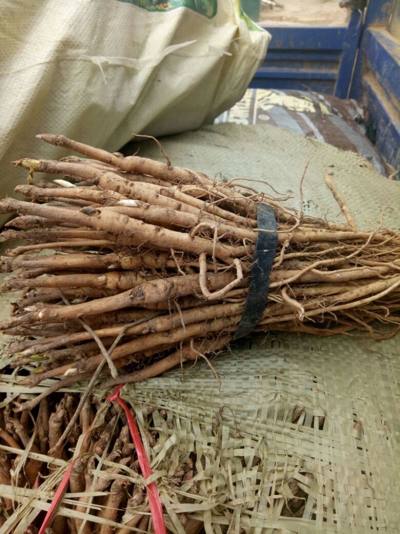 油牡丹苗10cm以下