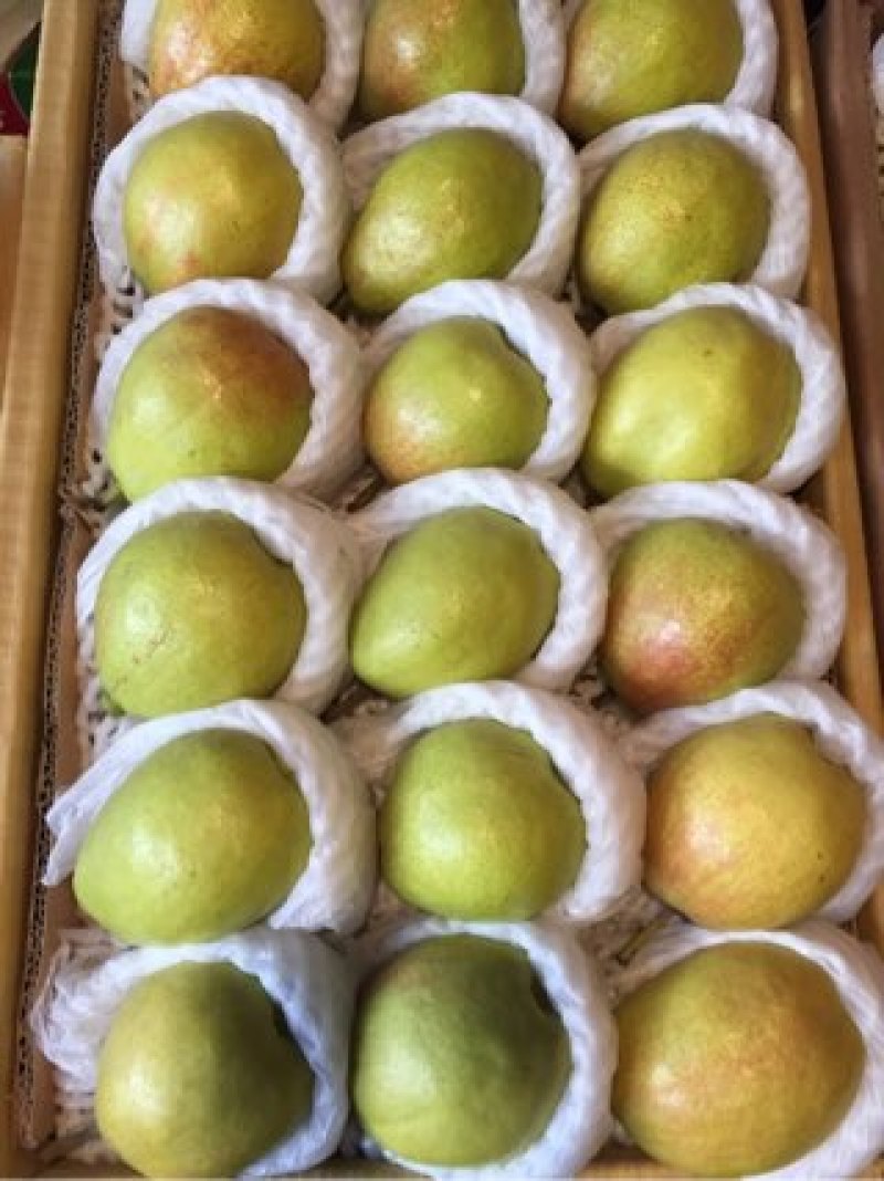 库尔勒香梨