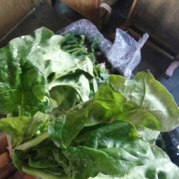 大叶菠菜15~20厘米