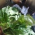 大叶菠菜15~20厘米