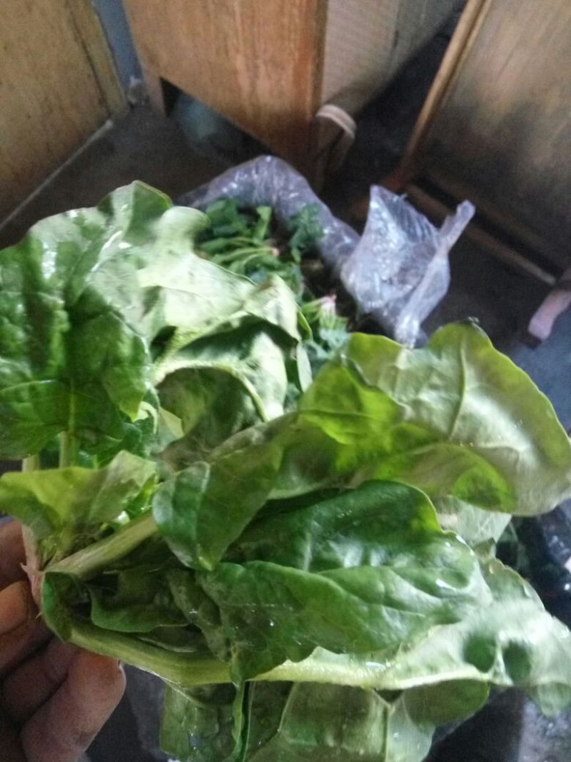 大叶菠菜15~20厘米