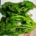 越冬菠菜20~25厘米