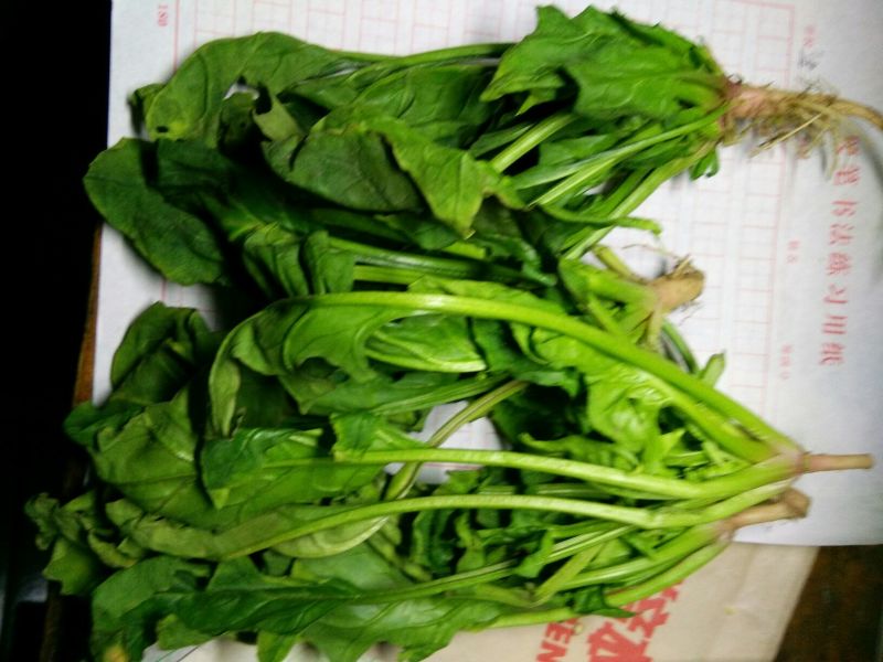 越冬菠菜20~25厘米