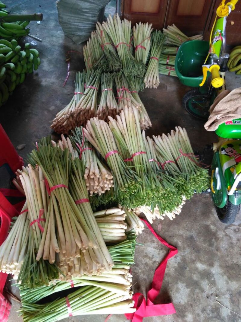 香茅，柠檬香茅，香茅，大基地稳定供货，香茅